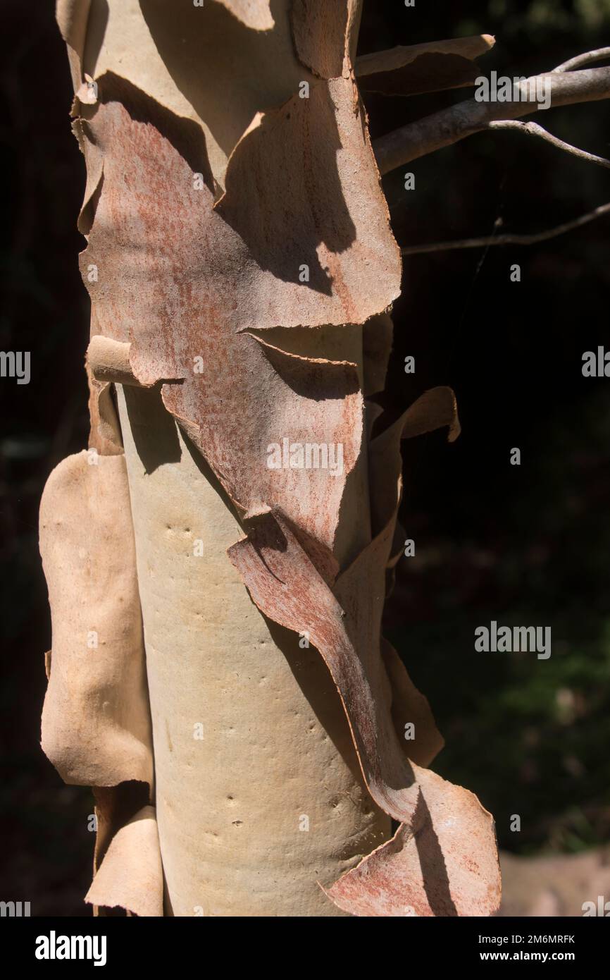 Peeling bark on trunk of young Australian Corymbia maculata (eucalyptus maculata), spotted gum tree. Tall, straight tree. Queensland. Stock Photo