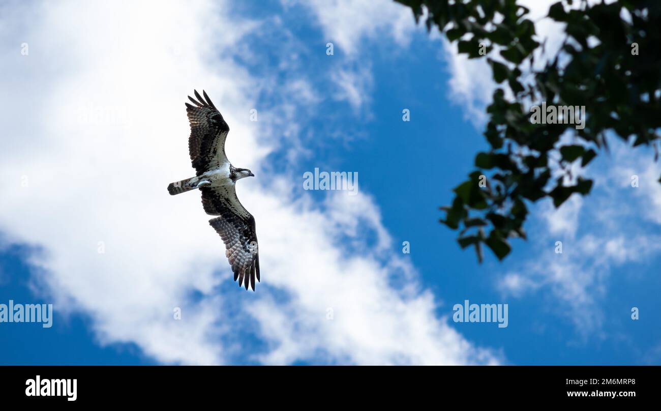 An osprey flying against a blue sky with clouds Stock Photo - Alamy