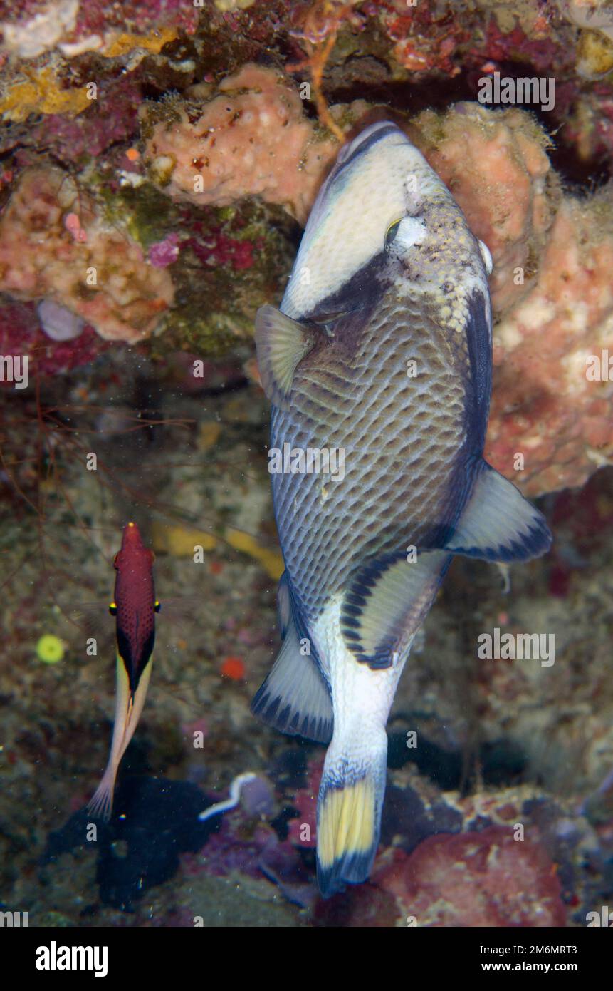 Blackbelt hogfish hires stock photography and images Alamy