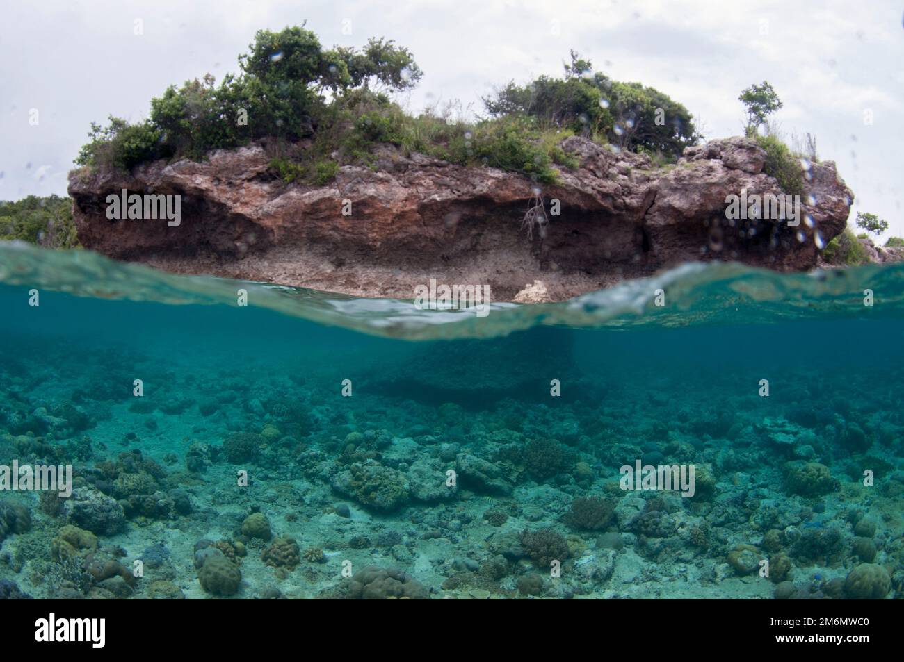 Split shot of island and Hard Corals, Scleractinia Order, Menjangan Island, Buleleng, Bali, Indonesia Stock Photo