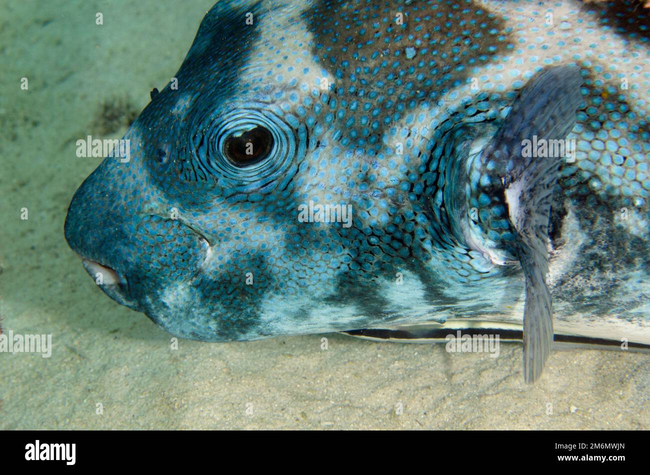 Blue-spotted Puffer, Arothron caeruleopunctatus, with Slender Suckerfish, Echeneis naucrates, NusaBay Menjangan Hotel house reef, West Bali National P Stock Photo