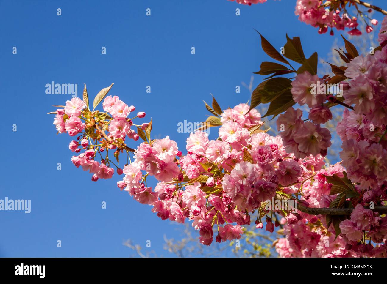 Japanese cherry blossom branch in spring Stock Photo - Alamy