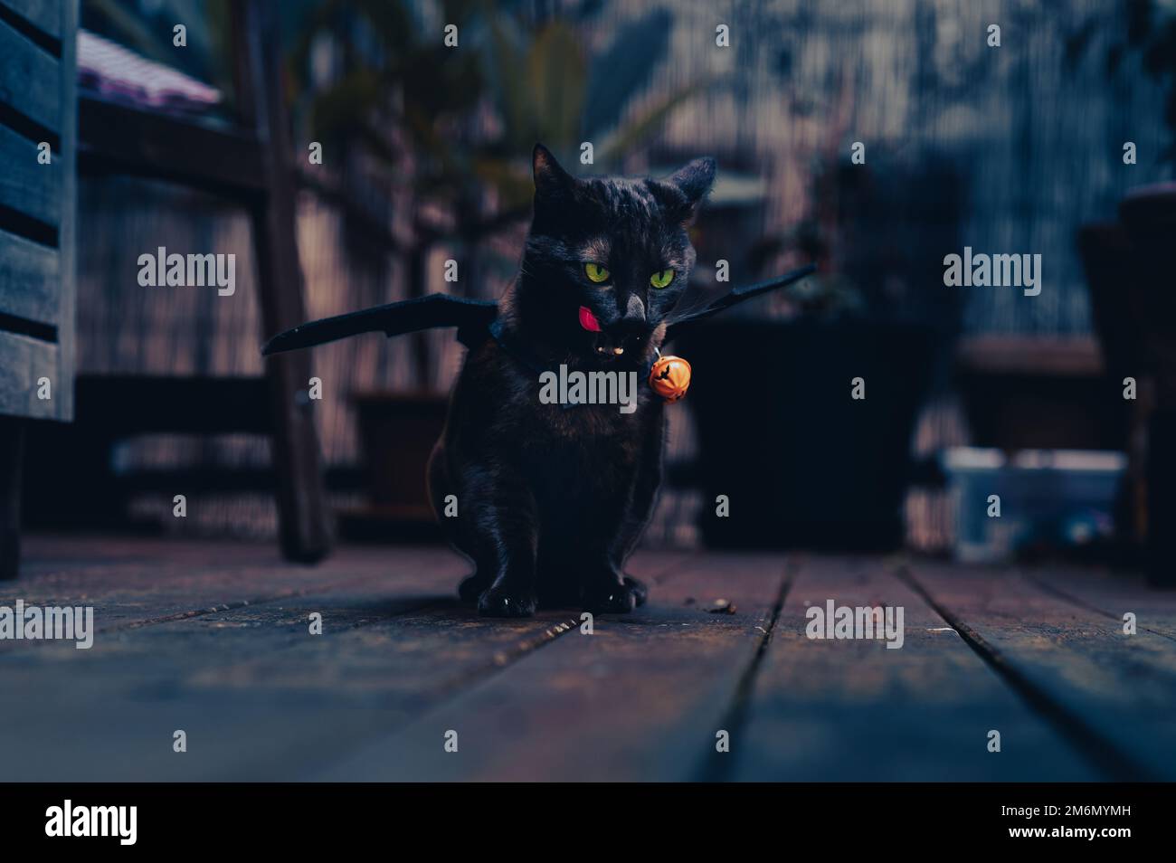 A cute black cat with bat wings Stock Photo - Alamy