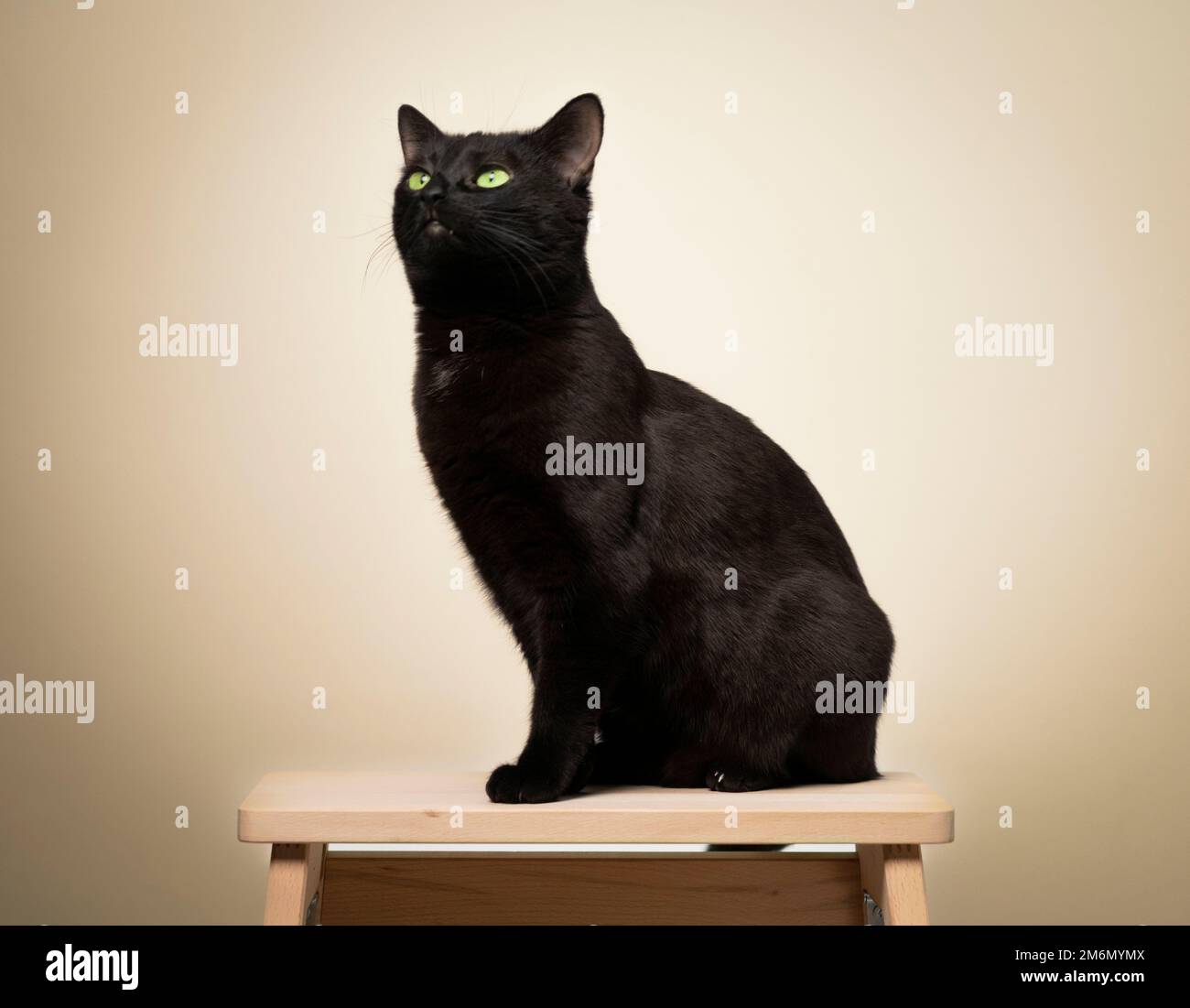 Black cat sitting on chair hi-res stock photography and images - Alamy