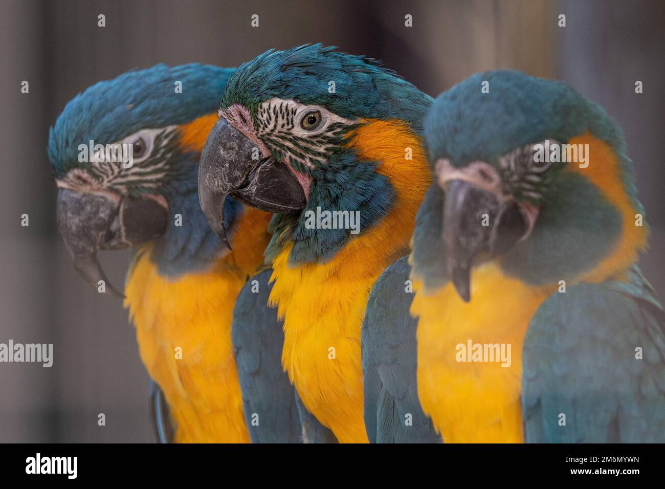 A closeup of three blue-throated macaw birds Stock Photo - Alamy