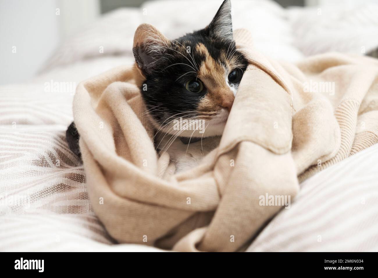 Domestic cat lying on bed with blanket around Stock Photo Alamy