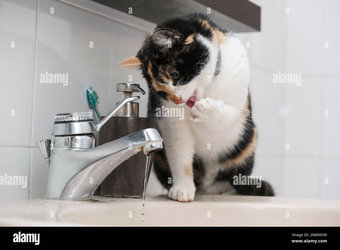 Domestic cat washing himself sitting on the washbasin Stock Photo