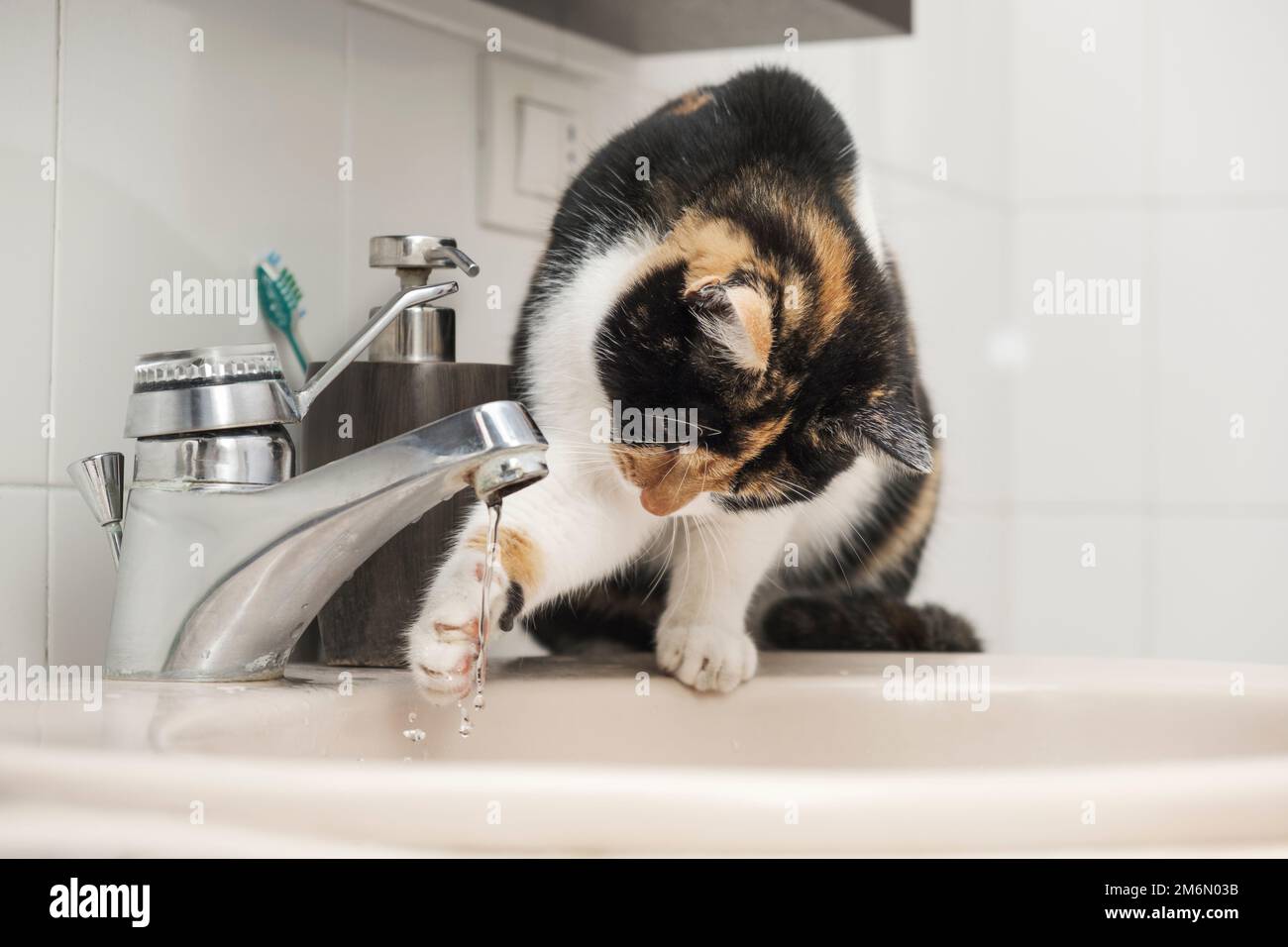 Domestic cat washing himself sitting on the washbasin Stock Photo