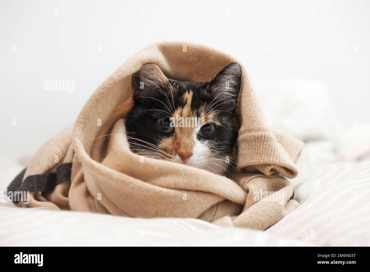 Domestic cat lying on bed with blanket around Stock Photo Alamy