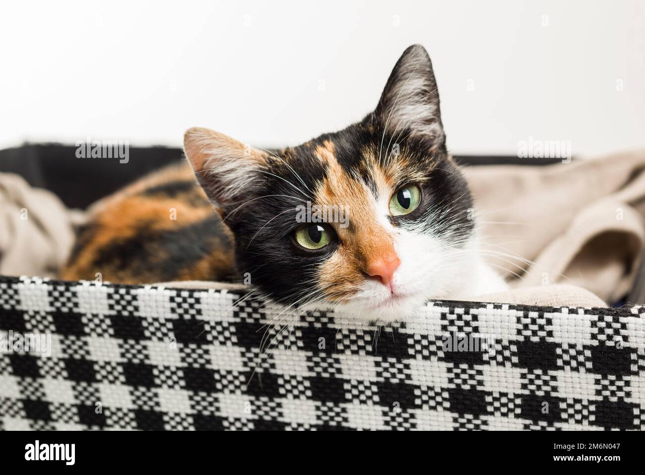 Relaxed domestic cat into basket at home Stock Photo