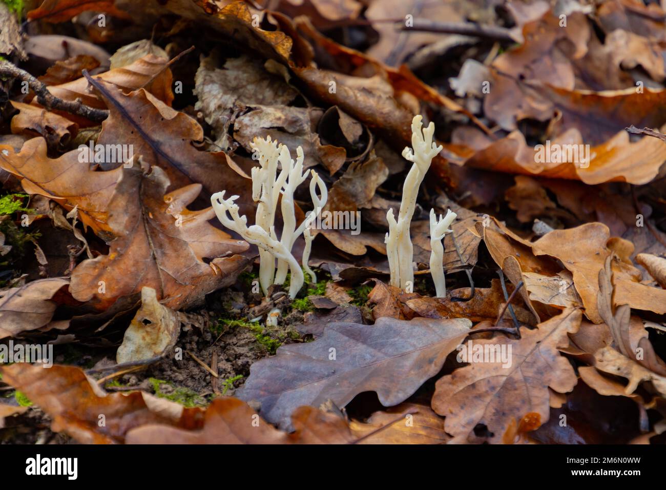 Close up of a wrinkled coral fungus, also called Clavulina rugosa or runzeliger Keulenpilz Stock Photo