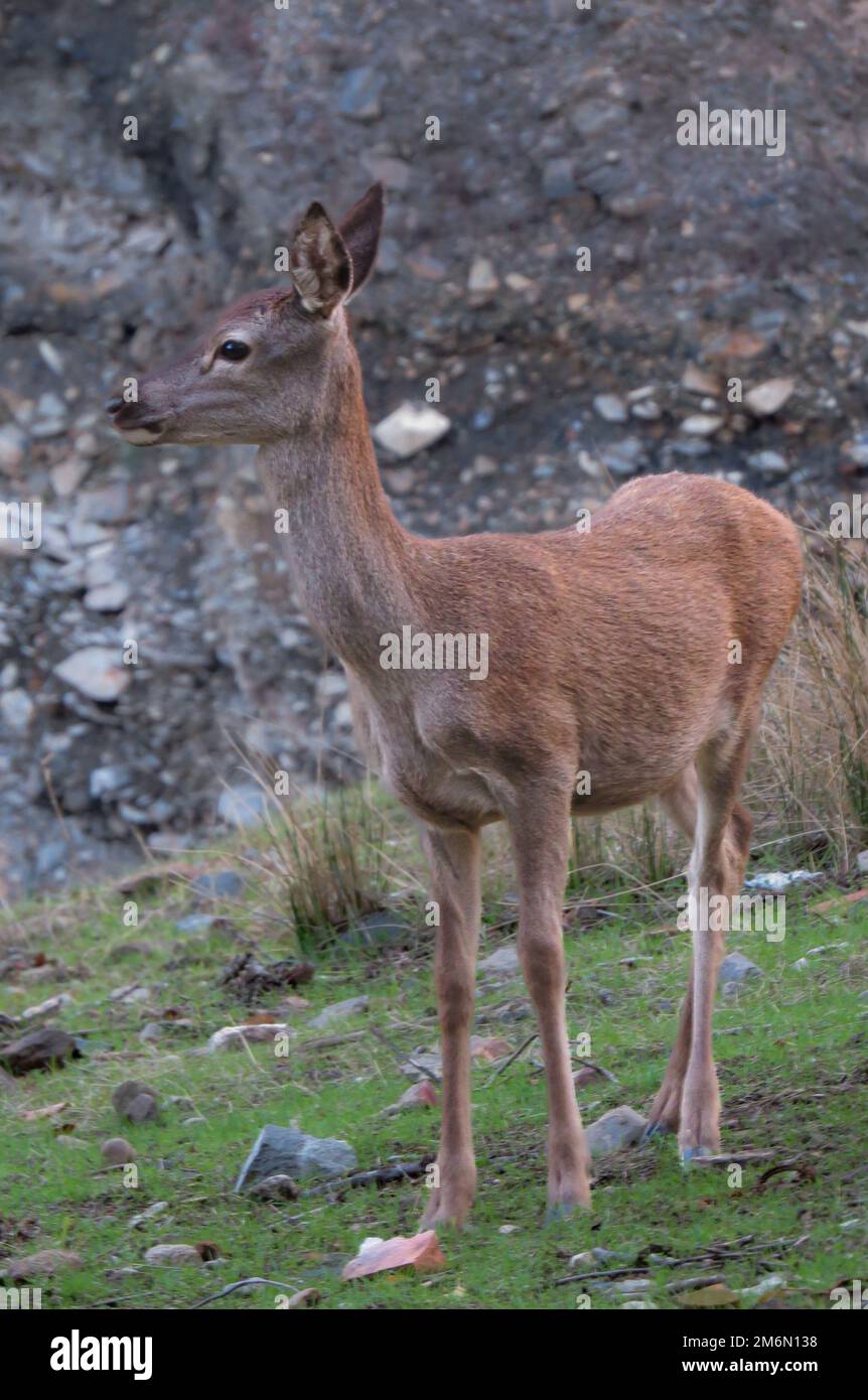 Retrato de un ciervo en el Parque de Monfragüe, Cáceres, España Stock Photo
