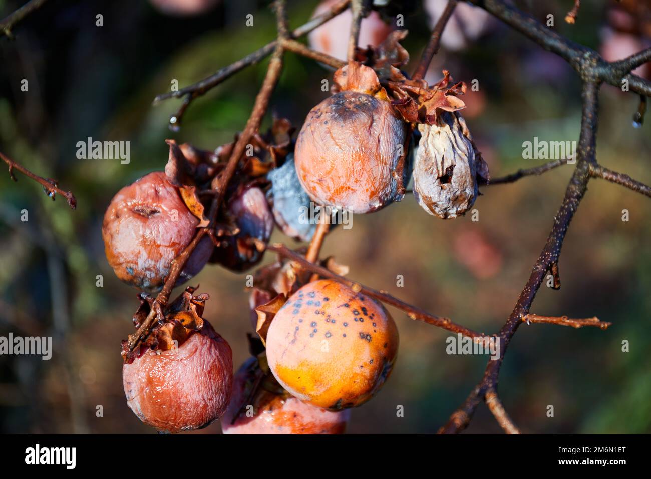 Japanese persimmons (Diospyros kaki) or kaki fruits, withered; Izumo, Shimane Prefecture, Japan Stock Photo