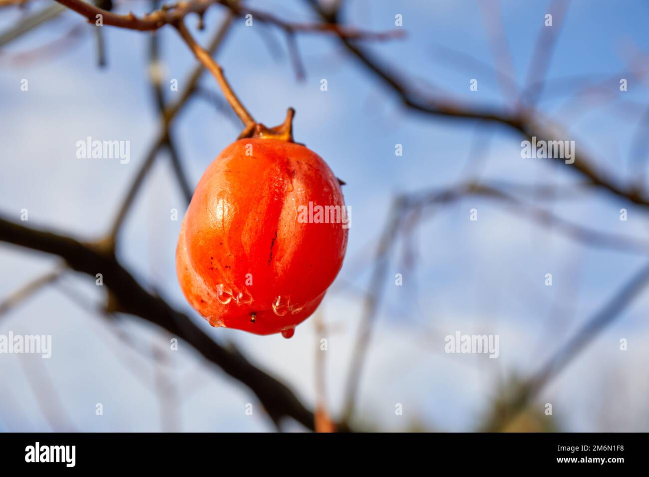Japanese persimmon (Diospyros kaki) or kaki fruit; Izumo, Japan Stock