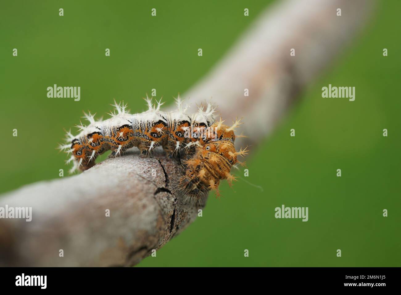 Natural closeup on the spiky caterpillar of the Comma butterfly, Polygonia c- album sitting on a twig Stock Photo
