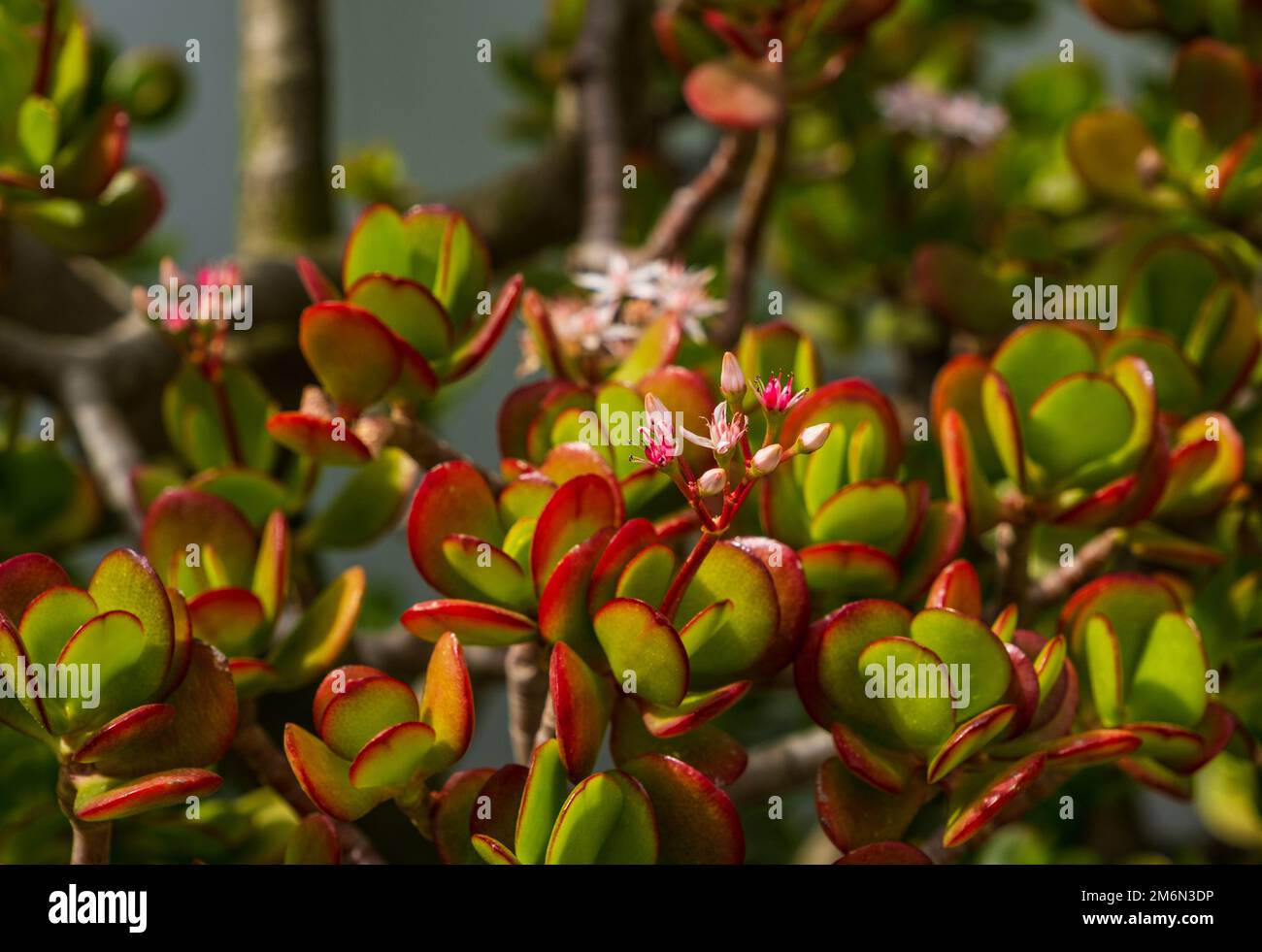 Crassula ovata Jade plant, Lucky plant, Money plant or Money tree, is