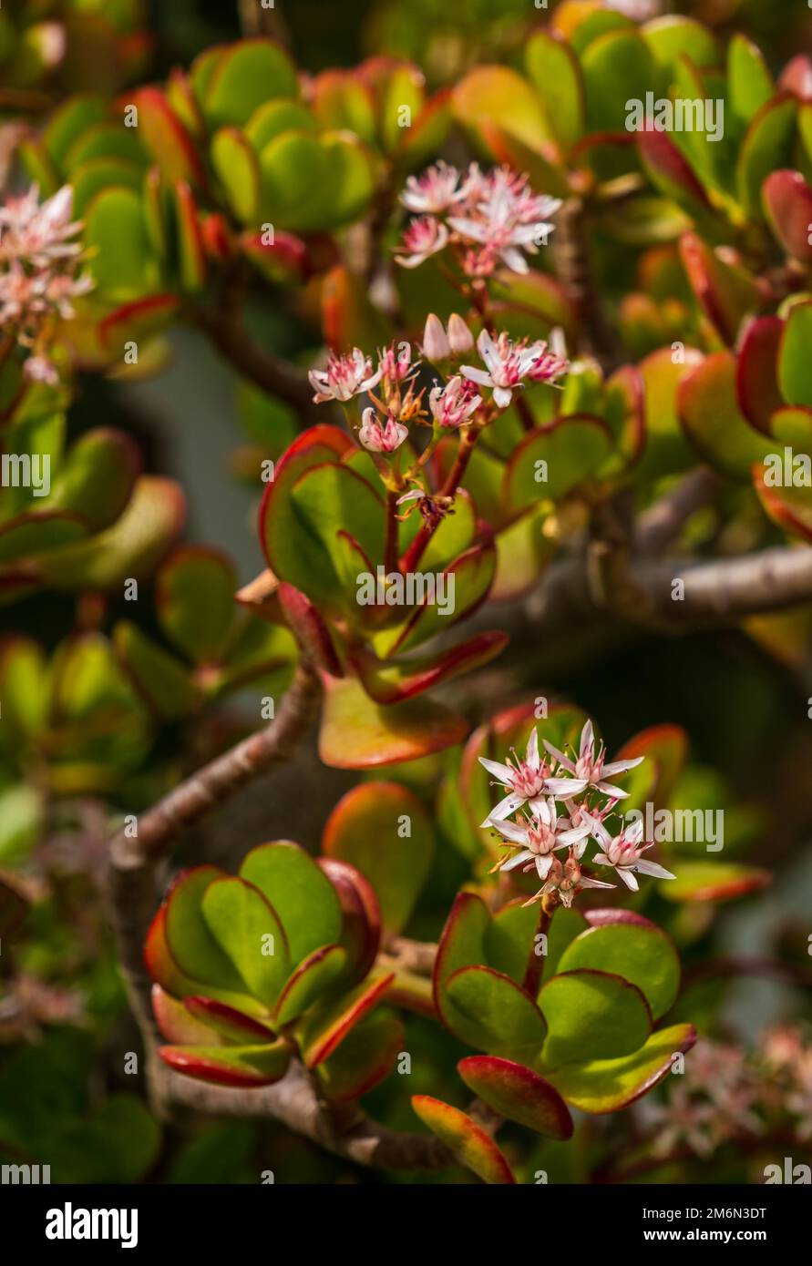 The Succulent Crassula ovata 'Hummel's Sunset' pink-white flowers. Jade plant or Chinese rubber is popular, broadleaf, flowering plant of the family C Stock Photo