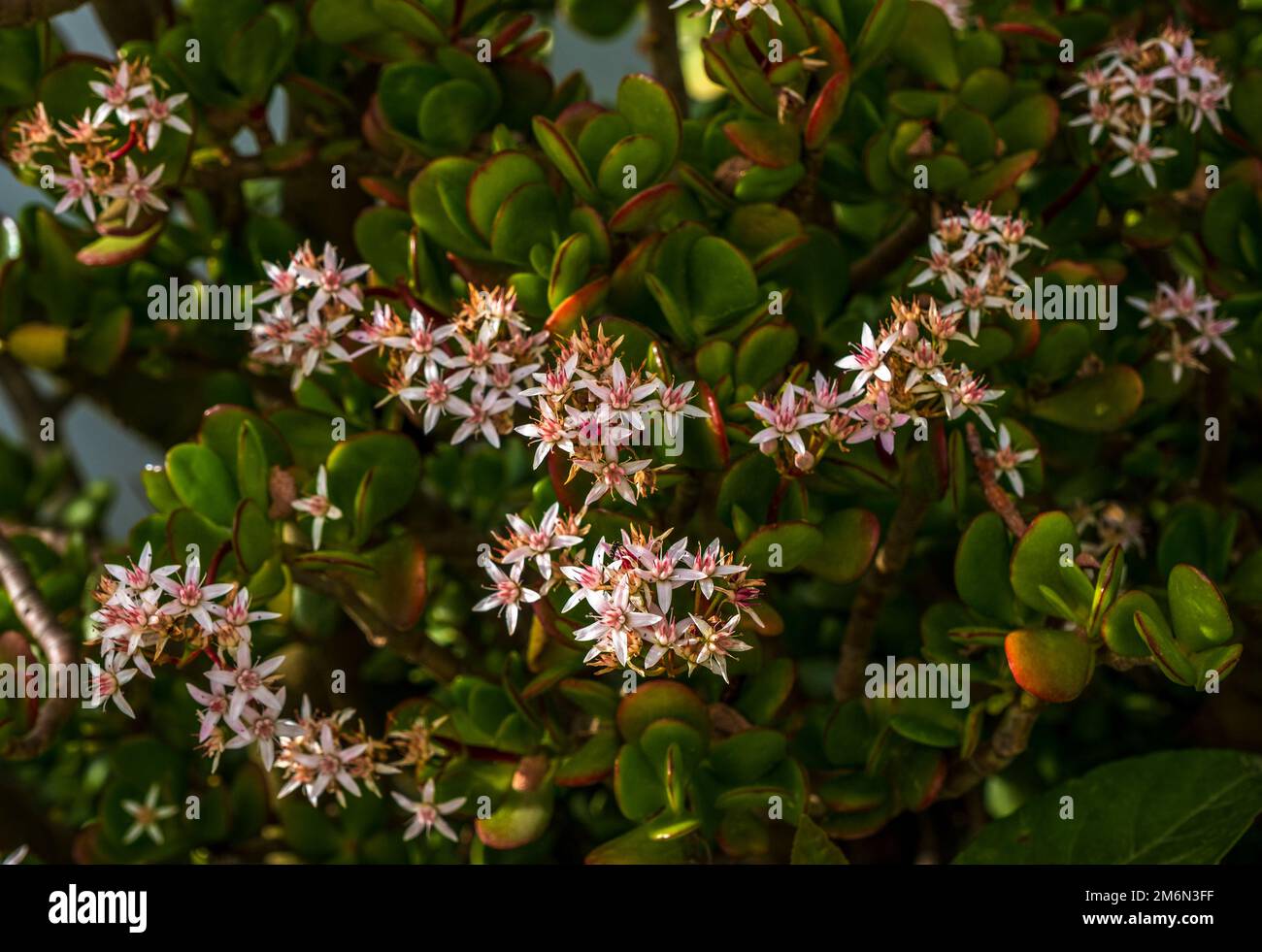 The Succulent Crassula ovata 'Hummel's Sunset' pink-white flowers. Jade plant or Chinese rubber is popular, broadleaf, flowering plant of the family C Stock Photo
