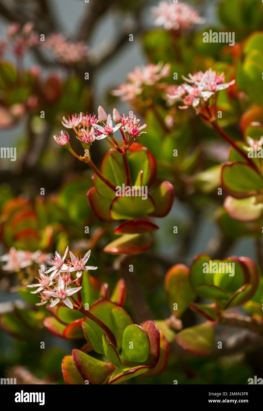 Small pink and red flowers of Crassula ovata. Money tree, natural floral  background Stock Photo - Alamy