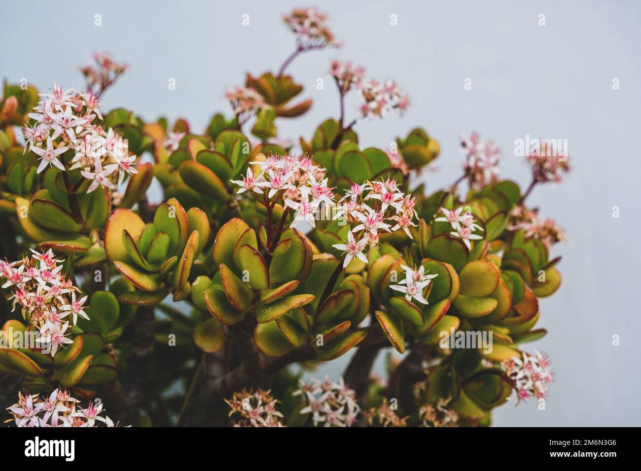 Jade plant or Chinese rubber is popular, broadleaf, flowering plant of