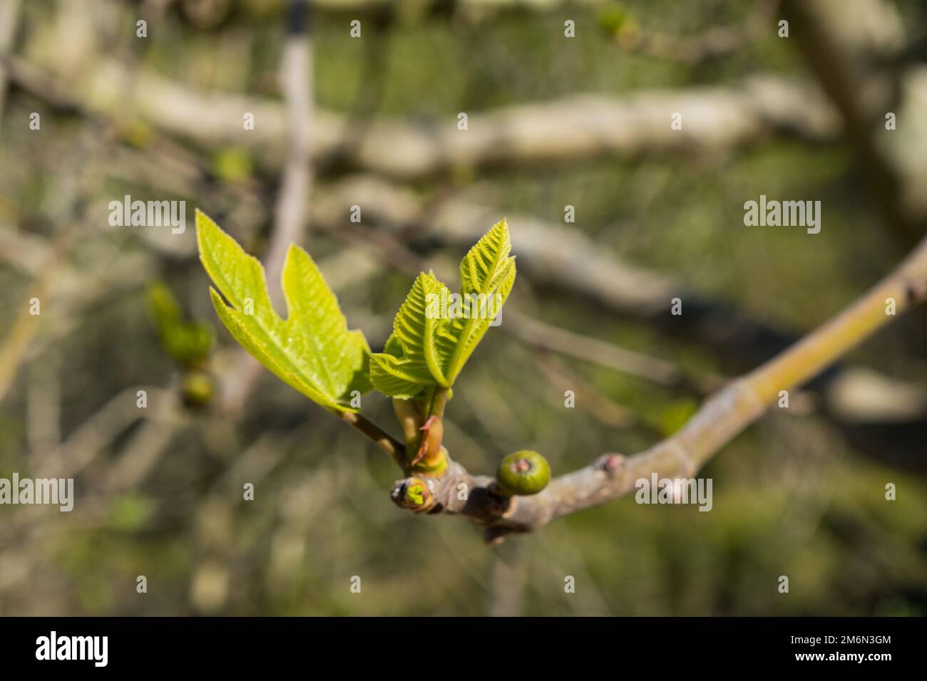Green leaves of a fig tree and small fruits against a blue sky ...