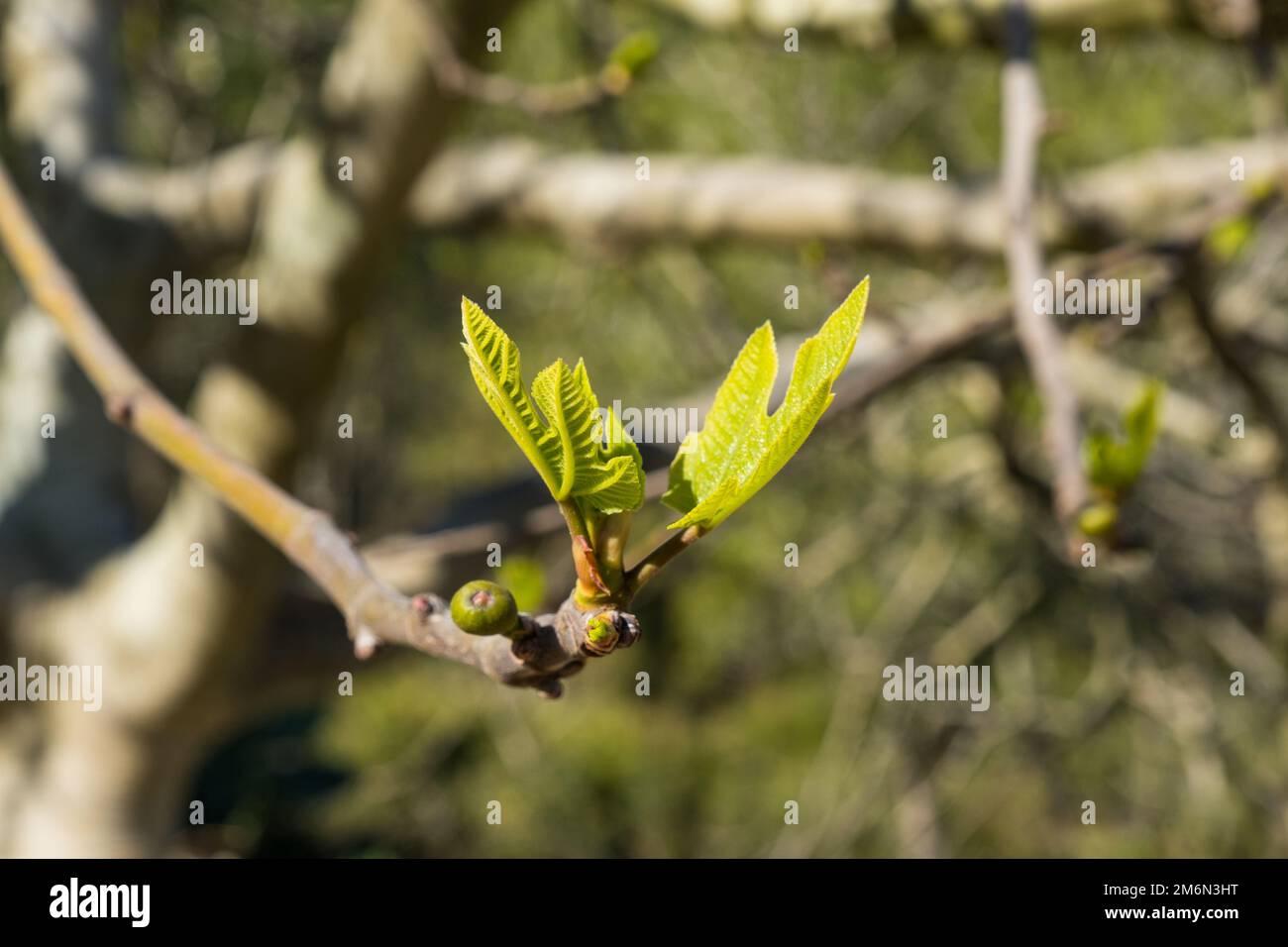Green leaves of a fig tree and small fruits against a blue sky ...