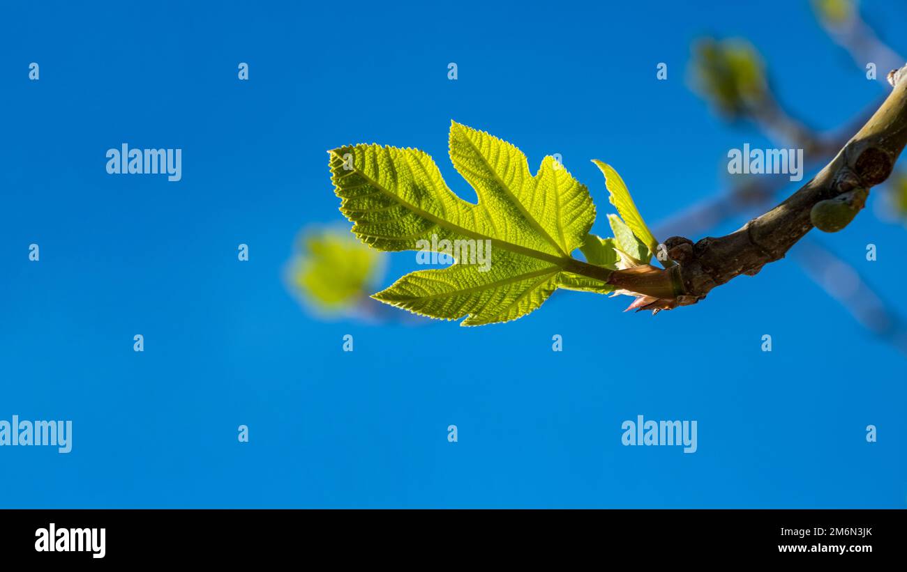 Green leaves of a fig tree and small fruits against a blue sky ...