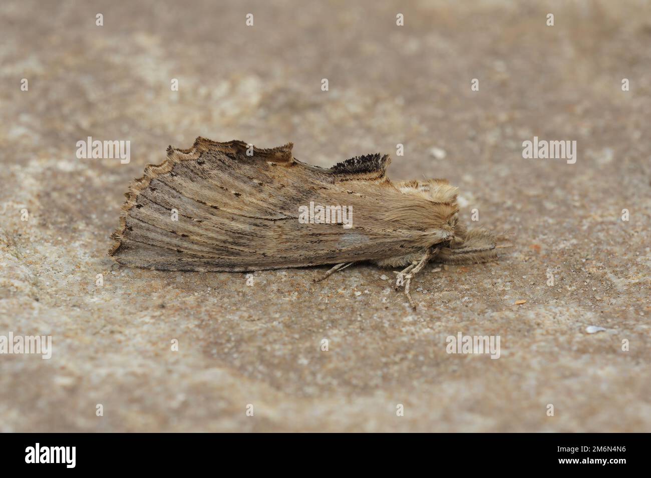 A pale prominent moth (Pterostoma palpina) on a brown surface in closeup Stock Photo