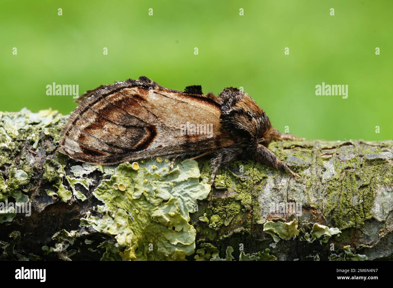 A pebble prominent moth (Notodonta ziczac) on a tree bark in closeup Stock Photo