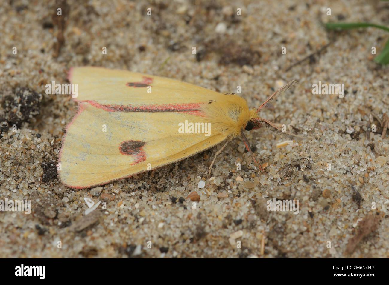 A clouded buff moth (Diacrisia sannio) on a brown surface in closeup Stock Photo