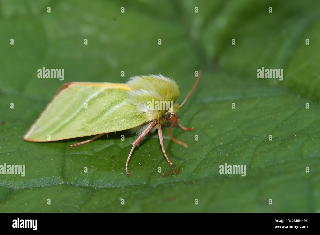 A green silver-lines mot (Pseudoips prasinana) on a green leave in closeup Stock Photo