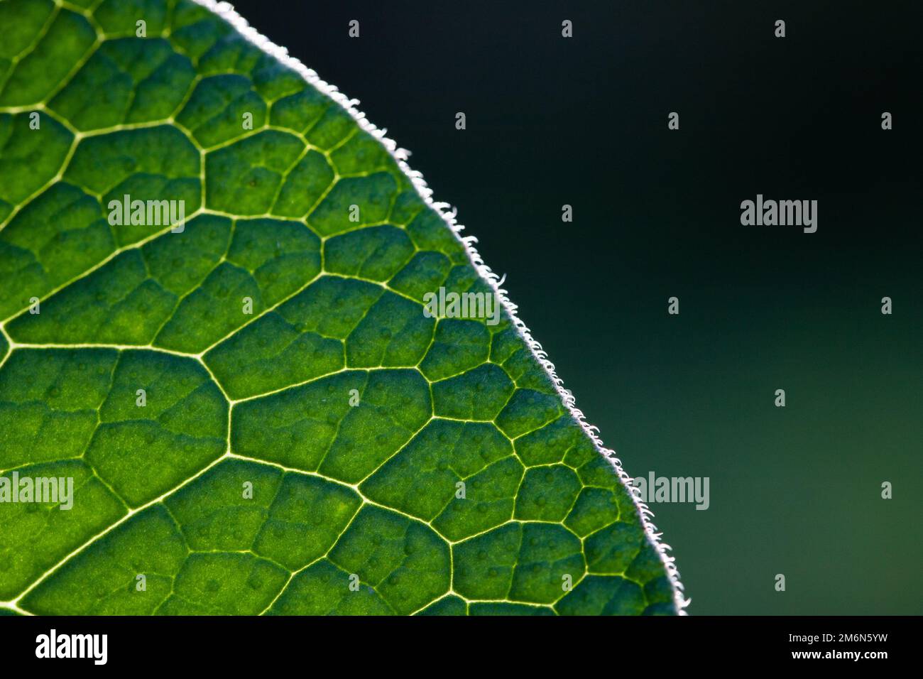 Green leaf abstract close up Stock Photo