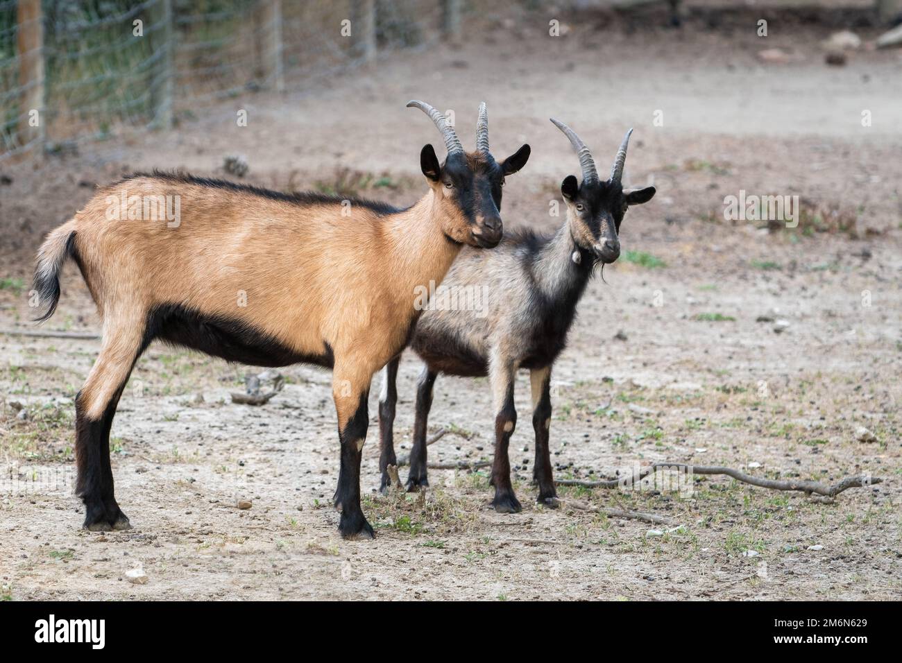 Two Alpine goats Stock Photo