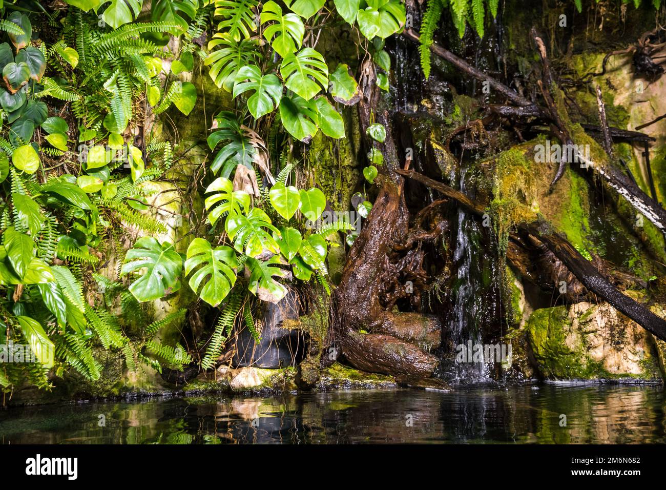 Tropical pond in a rainforest mangrove Stock Photo Alamy
