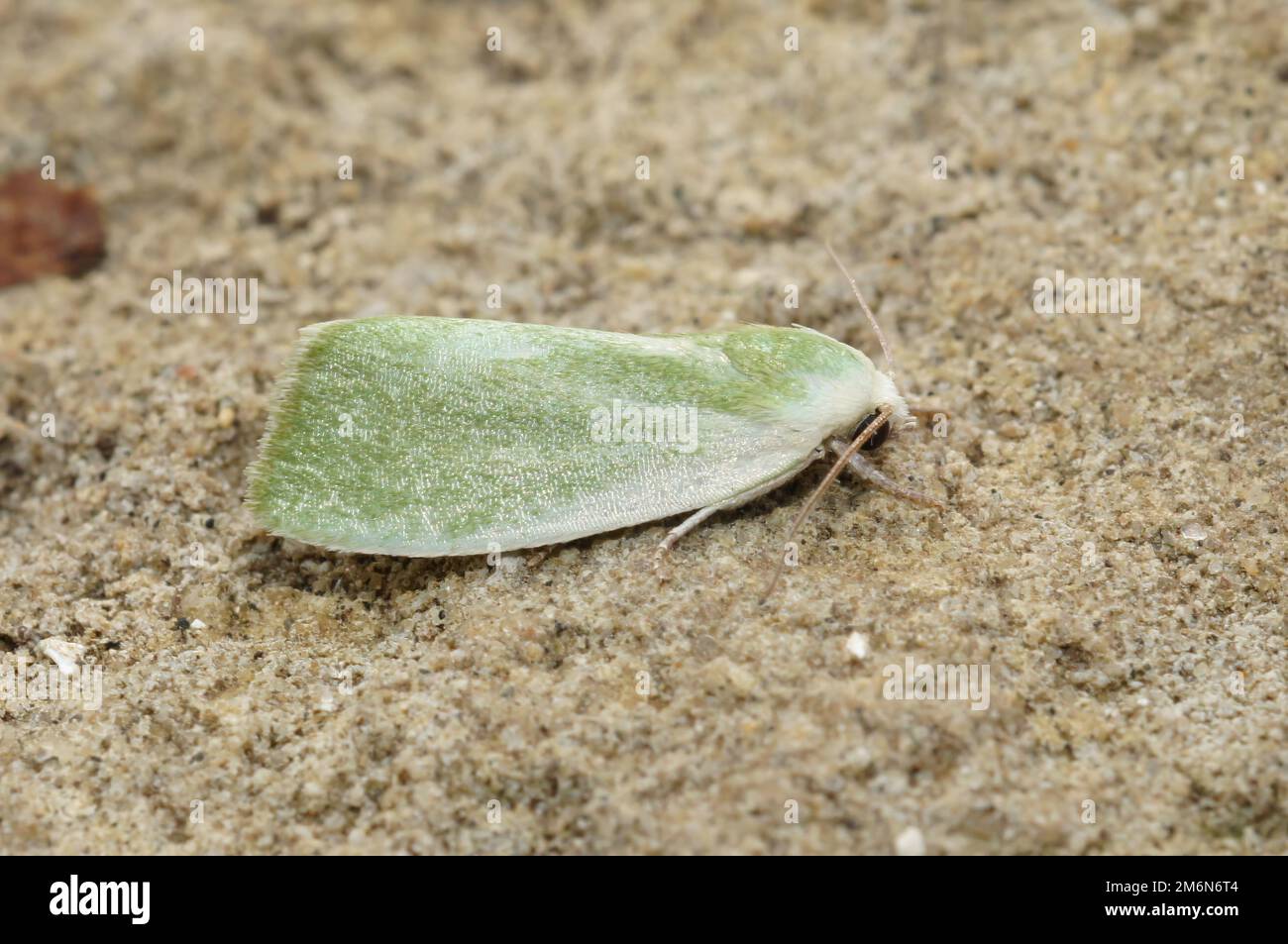 A Cream-bordered Green Pea moth (Earias clorana) on a stone surface in closeup Stock Photo