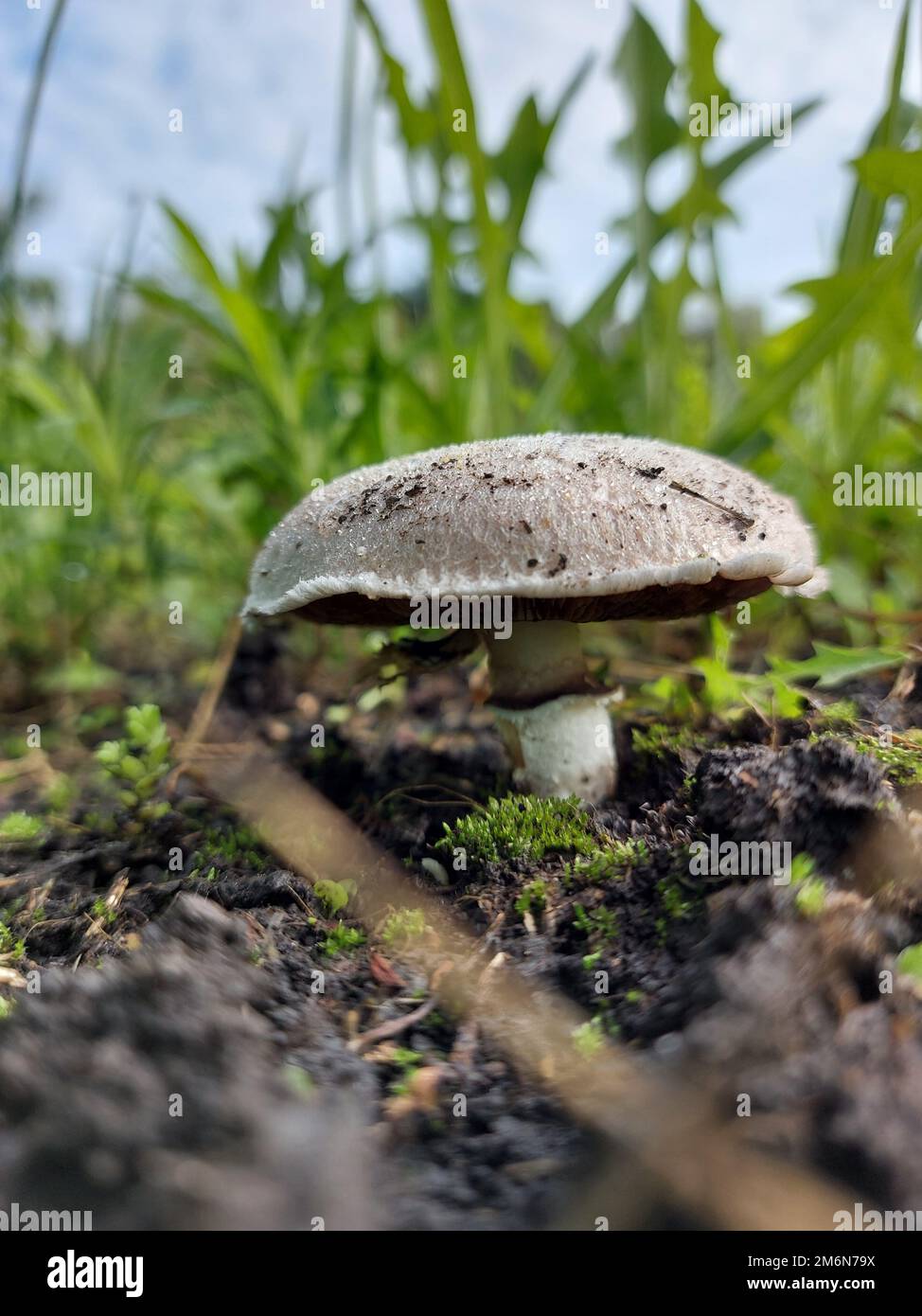 White champignon grows in the grass in summer. Close-up. High quality photo Stock Photo