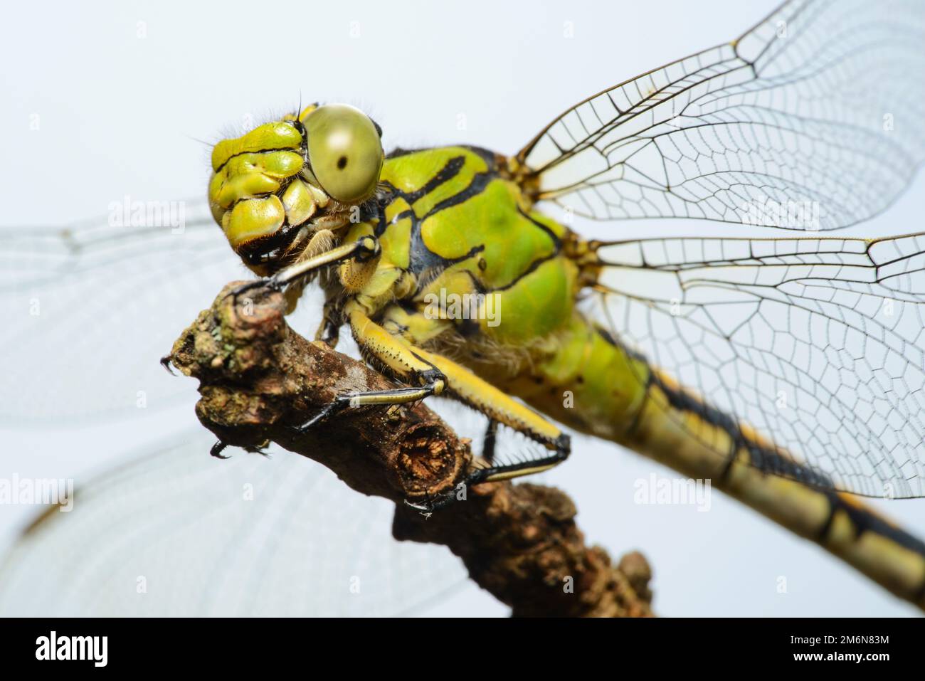 Dragonfly female green snaketail (Ophiogomphus cecilia) Stock Photo