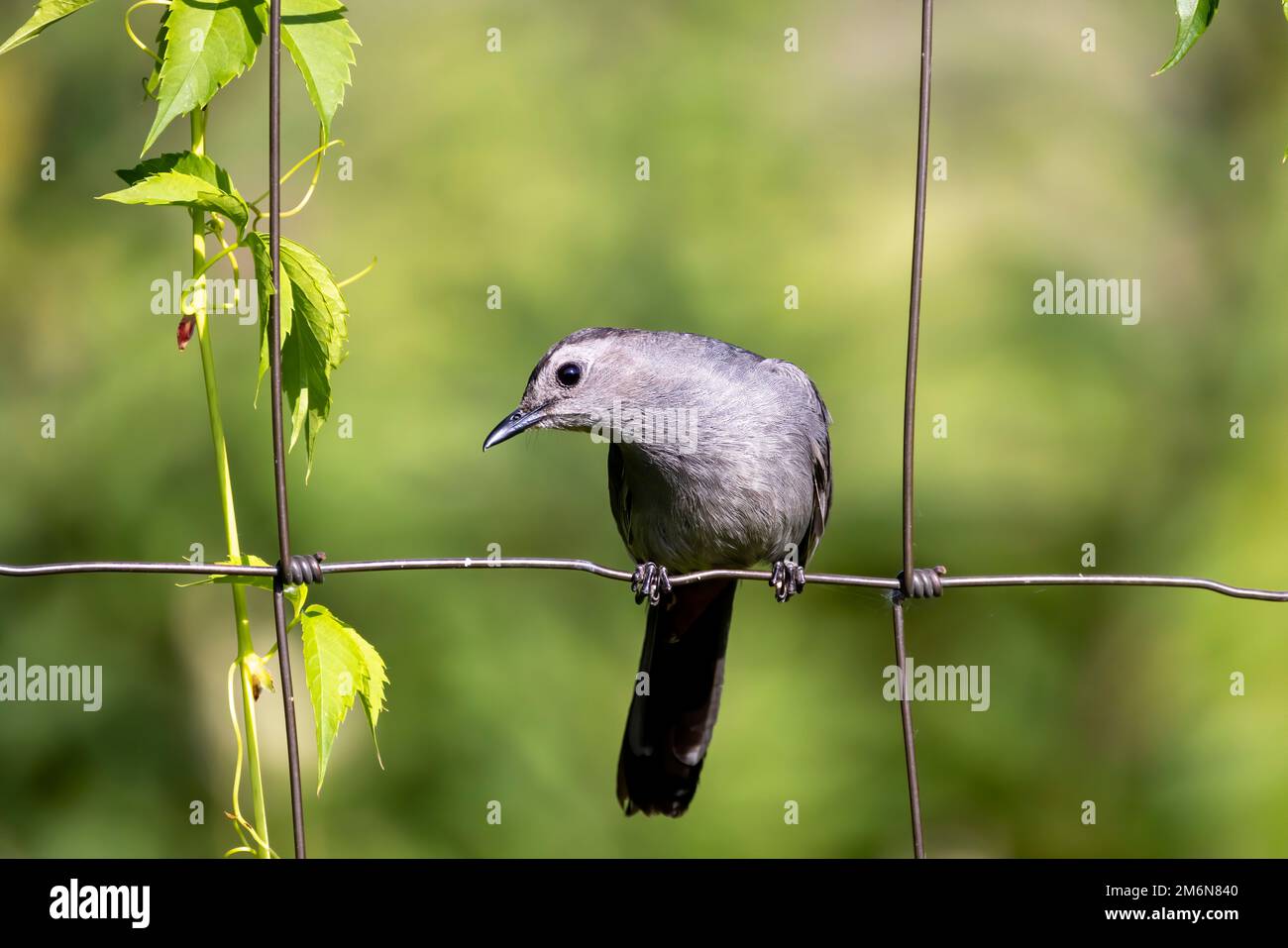 The gray catbird (Dumetella carolinensis) Stock Photo