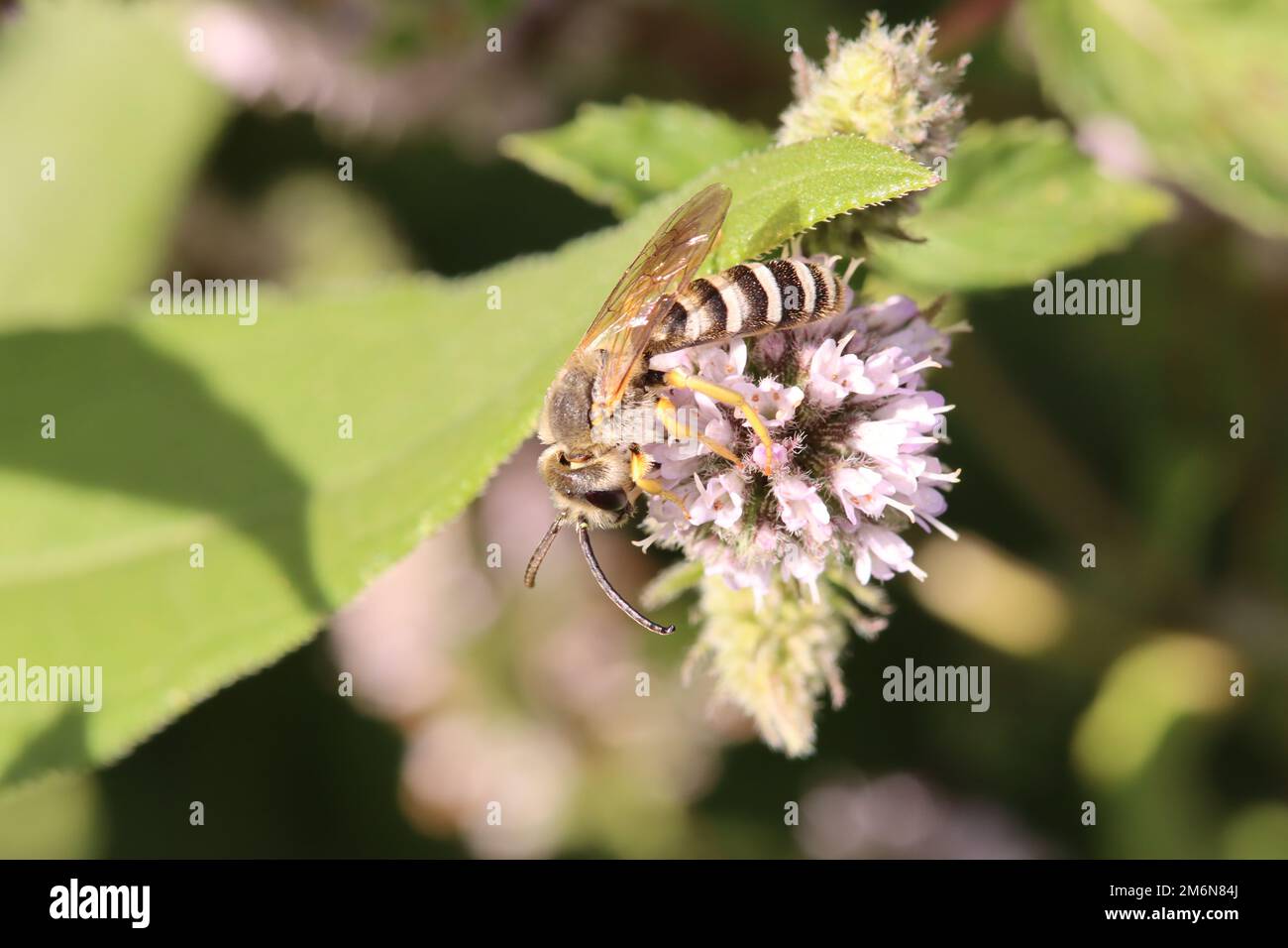 Yellow-banded furrowing bee (Halictus scabiosae) Stock Photo