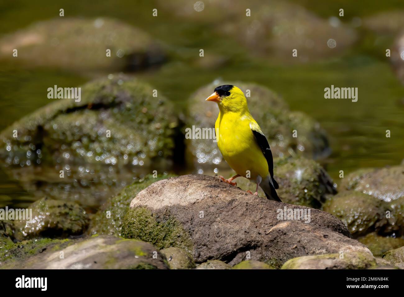 The American goldfinch - female (Spinus tristis) . Stock Photo