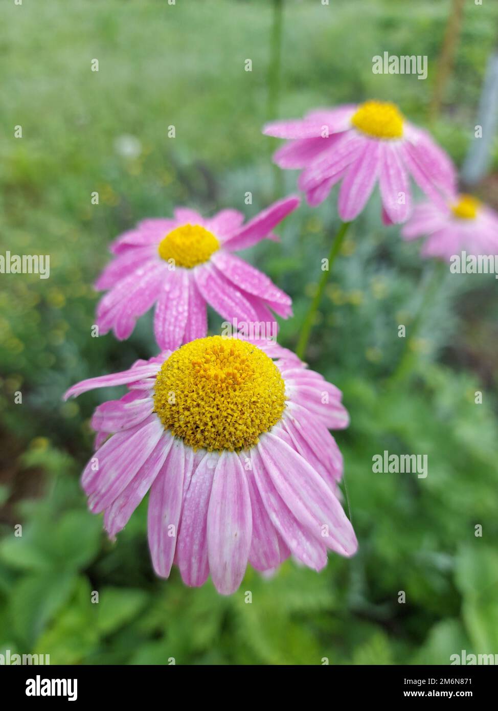 Beautiful flower of pink Echinacea curative close up. High quality photo Stock Photo