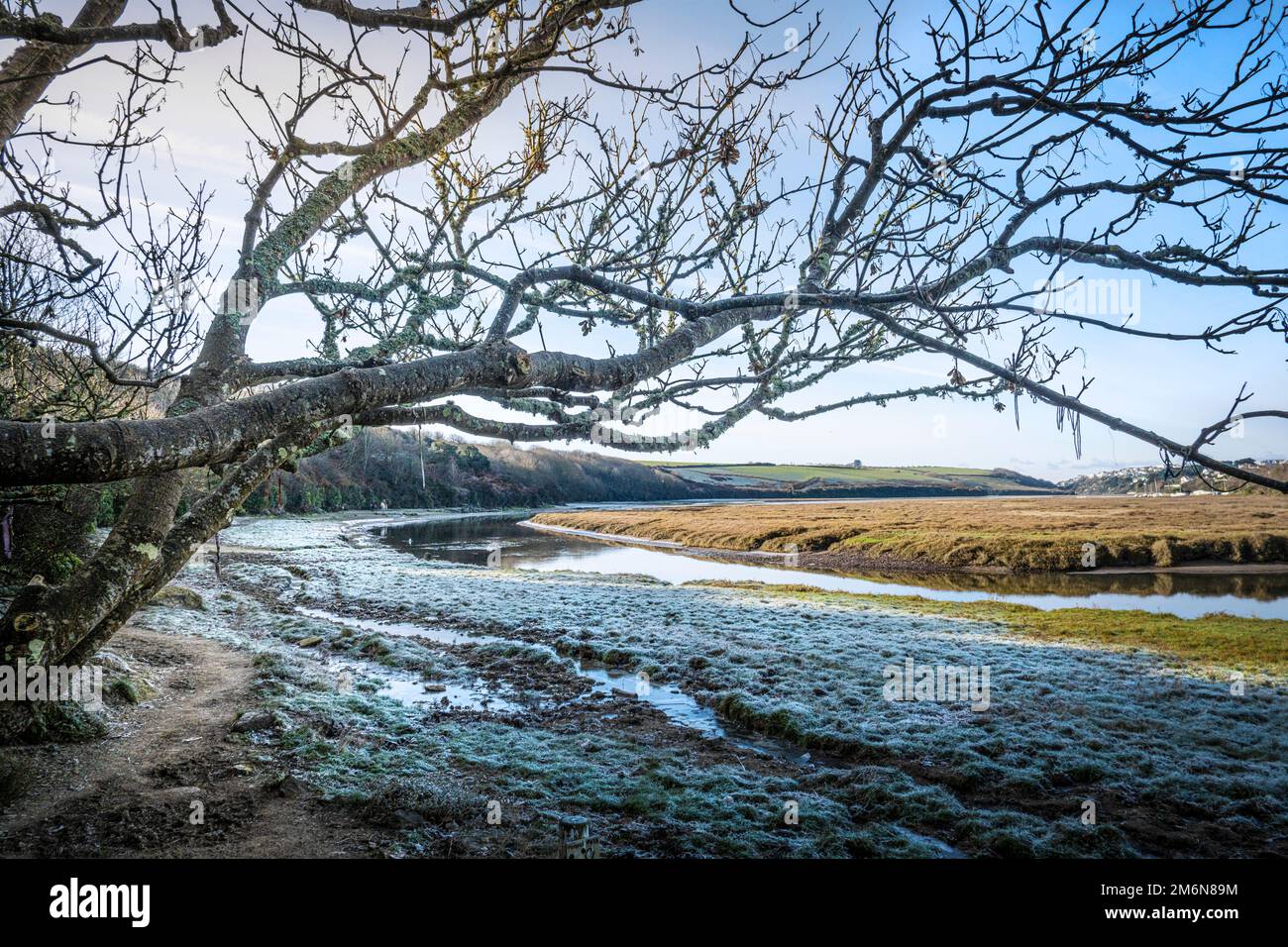 The twisted branches of a tree growing over frost on the ground of the