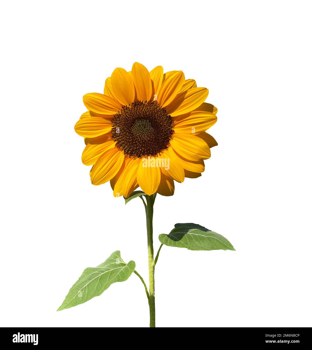 sunflower isolated on white background Stock Photo - Alamy