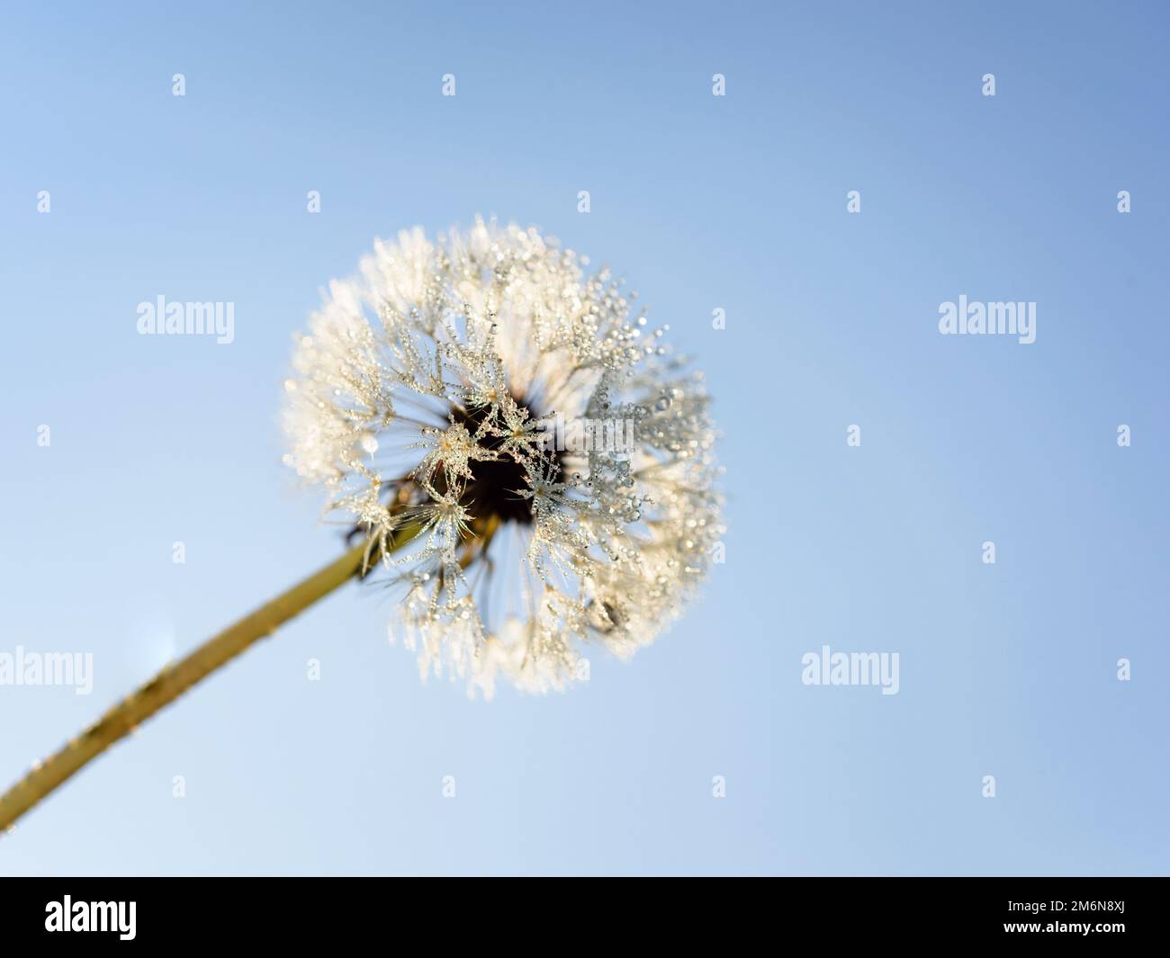 Blowball, Dandelion (Taraxacum officinale), seminal state, Schleswig-Holstein, Germany Stock Photo