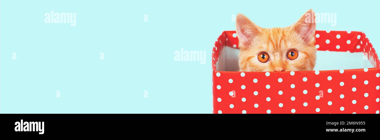 Funny ginger kitten hiding in a red box with polka dots on blue background. Horizontal banner Stock Photo