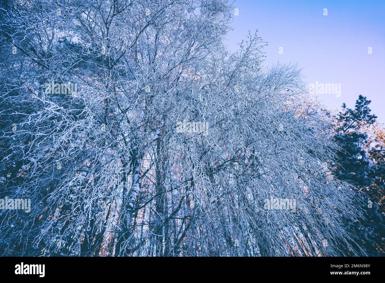 Snowy birch grove in winter in sunny weather. Bottom view Stock Photo ...