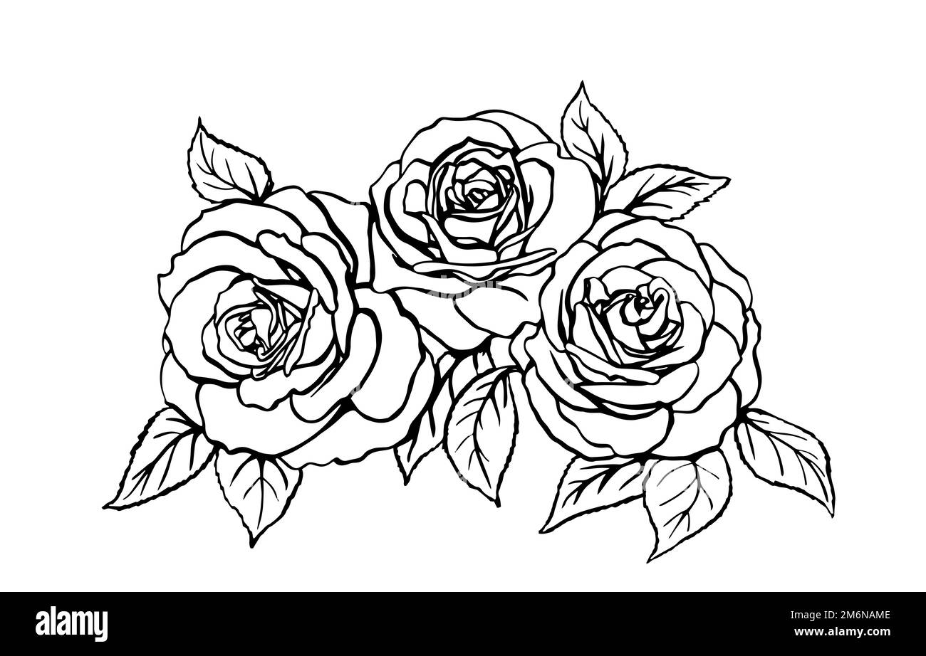 Sketch Of Rose Hand Drawn Outline Converted To Vector Isolated On White  Background Stock Illustration - Download Image Now - iStock