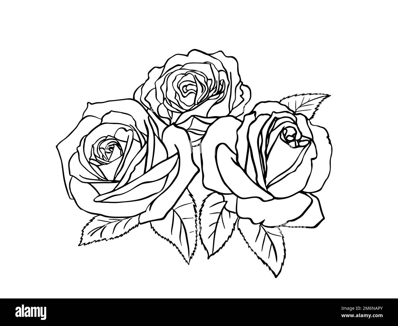 Sketch of a bouquet of roses. Black outline on a white background ...