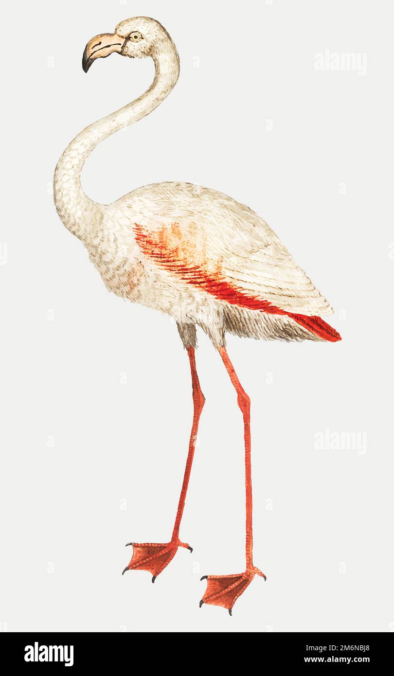 Vintage full length flamingo illustration vector Stock Vector Image
