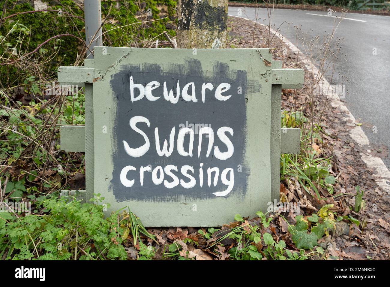 Beware swans crossing sign or notice on a road beside a river, England